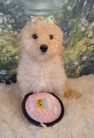 Candy-Micro Mini, a female Goldendoodle for sale in Holden, MO – Photo 5 of 9