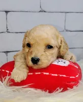 processed/3015d7df-753c-4399-9bf2-94b1185648ce/listing/a817113e-de47-4e7a-902d-37808628c5ee/75328205-634b-46cf-9a25-3b839c820a3a