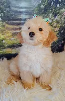 Candy-Micro Mini, a female Goldendoodle for sale in Holden, MO – Photo 1 of 9