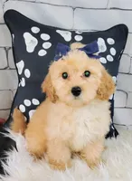 Candy-Micro Mini, a female Goldendoodle for sale in Holden, MO – Photo 4 of 6