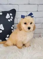 Candy-Micro Mini, a female Goldendoodle for sale in Holden, MO – Photo 5 of 6