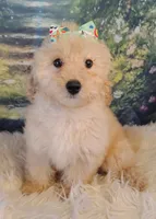 Candy-Micro Mini, a female Goldendoodle for sale in Holden, MO – Photo 7 of 9