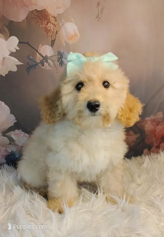 Candy-Micro Mini – Goldendoodle puppy for sale in Holden, MO