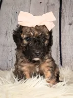 Stella Bella - Mini Saint Berdoodle , a female Saint Berdoodle for sale in Holden, MO – 2 of 4