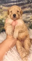 Maynard - Petite Double Doodle, a male Miniature Goldendoodle for sale in Holden, MO – 5 of 5
