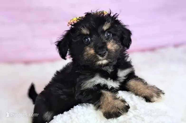 Penelope💗 Petite Sheltidoodle  – Shetland Sheepdog, Poodle - Miniature  puppy for sale in Holden, MO