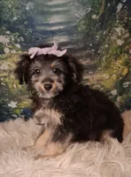 Rina, a female Shetland Sheepdog and Poodle - Miniature  for sale in Holden, MO – 7 of 7
