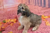 Stanley Manley💙Mini St Berdoodle , a male Saint Berdoodle for sale in Holden, MO – 5 of 9