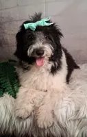 Whimsy💗Micro Sheltie X Poodle, a female Shetland Sheepdog for sale in Holden, MO – 9 of 10