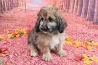Stanley Manley💙Mini St Berdoodle , a male Saint Berdoodle for sale in Holden, MO – 7 of 9