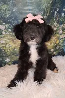 Dora - Micro Double Doodle- Financing, a female Double Doodle for sale in Holden, MO – 5 of 10