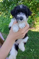 Whimsy-Micro Sheltidoodle, a female Shetland Sheepdog for sale in Holden, MO – 5 of 5