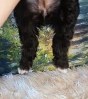 Yisabella, a female Double Doodle for sale in Holden, MO – 4 of 4