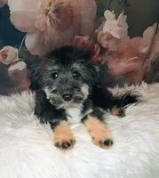 Rocky F1 Toy Sheltidoodle, a male Shetland Sheepdog and Poodle - Miniature  for sale in Holden, MO – 7 of 7