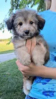 Whisper Toy Sheltidoodle , a female Shetland Sheepdog and Poodle - Miniature  for sale in Holden, MO – 2 of 7
