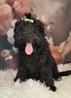 Bella Micro Double Doodle, a female Double Doodle for sale in Holden, MO – 4 of 7