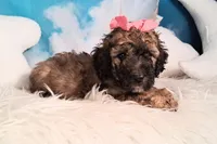 Stella Bella💗Mini Saint Berdoodle , a female Saint Berdoodle for sale in Holden, MO – 5 of 6