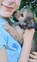 Whisper Toy Sheltidoodle , a female Shetland Sheepdog and Poodle - Miniature  for sale in Holden, MO – 6 of 7