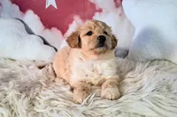 Mia💗Petite Double Doodle, a female Miniature Goldendoodle for sale in Holden, MO – 5 of 8
