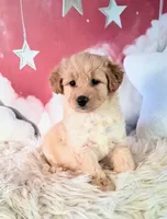 Mia💗Petite Double Doodle, a female Miniature Goldendoodle for sale in Holden, MO – 2 of 8