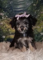 Rina, a female Shetland Sheepdog and Poodle - Miniature  for sale in Holden, MO – 2 of 7
