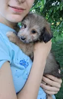 Whisper Toy Sheltidoodle , a female Shetland Sheepdog and Poodle - Miniature  for sale in Holden, MO – 3 of 7