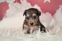 Piper💛Petite Sheltidoodle , a female Shetland Sheepdog and Poodle - Miniature  for sale in Holden, MO – 3 of 6