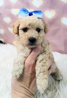 Jellybean-Micro Mini, a female Goldendoodle for sale in Holden, MO – Photo 3 of 6