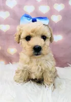 Jellybean-Micro Mini, a female Goldendoodle for sale in Holden, MO – Photo 2 of 6