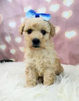 Jellybean-Micro Mini, a female Goldendoodle for sale in Holden, MO – Photo 1 of 6