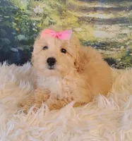Jellybean-Micro Mini, a female Goldendoodle for sale in Holden, MO – Photo 2 of 7