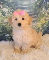 Jellybean-Micro Mini, a female Goldendoodle for sale in Holden, MO – Photo 3 of 7