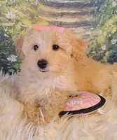 Jellybean-Micro Mini, a female Goldendoodle for sale in Holden, MO – Photo 4 of 7