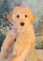 Jellybean-Micro Mini, a female Goldendoodle for sale in Holden, MO – Photo 6 of 7