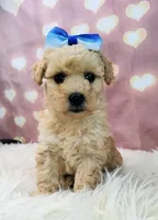 Jellybean-Micro Mini, a female Goldendoodle for sale in Holden, MO – Photo 4 of 6