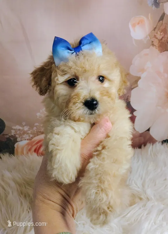 Jellybean-Micro Mini