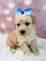 Jellybean-Micro Mini, a female Goldendoodle for sale in Holden, MO – Photo 5 of 6