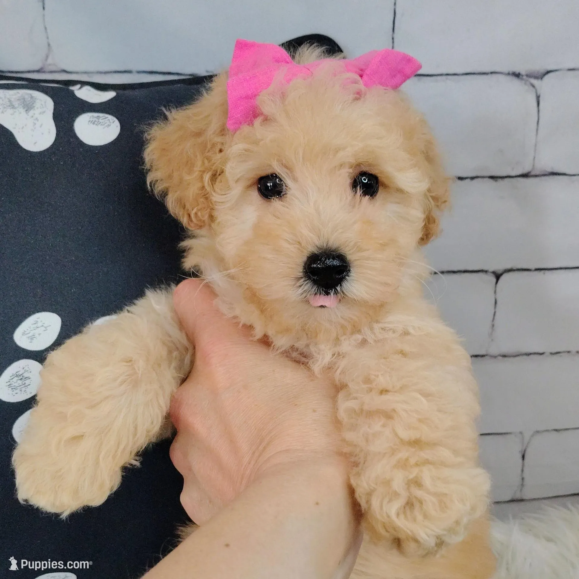 Jellybean-Micro Mini – Goldendoodle puppy for sale in Holden, MO