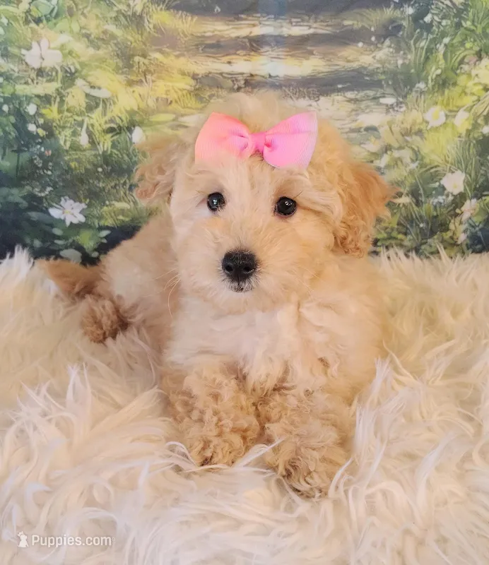 Jellybean-Micro Mini – Goldendoodle puppy for sale in Holden, MO