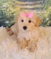 Jellybean-Micro Mini, a female Goldendoodle for sale in Holden, MO – Photo 1 of 7
