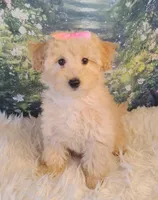 Jellybean-Micro Mini, a female Goldendoodle for sale in Holden, MO – Photo 5 of 7