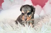 Paisley💜Petite Sheltidoodle , a female Shetland Sheepdog and Poodle - Miniature  for sale in Holden, MO – 3 of 4