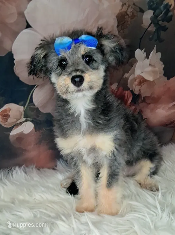 Rina F1 Micro Sheltiedoodle  – Shetland Sheepdog, Poodle - Miniature  puppy for sale in Holden, MO