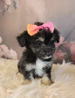 Raya, a female Shetland Sheepdog and Poodle - Miniature  for sale in Holden, MO – Photo 2 of 3