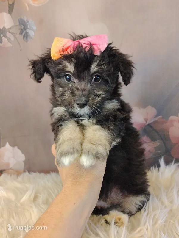 Raya – Shetland Sheepdog, Poodle - Miniature  puppy for sale in Holden, MO