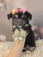 Raya, a female Shetland Sheepdog and Poodle - Miniature  for sale in Holden, MO – Photo 1 of 3