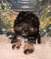Rocky, a male Shetland Sheepdog and Poodle - Miniature  for sale in Holden, MO – 2 of 7
