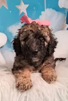 Stella Bella💗Mini Saint Berdoodle , a female Saint Berdoodle for sale in Holden, MO – 6 of 6