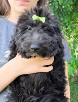 Bella Micro Double Doodle, a female Double Doodle for sale in Holden, MO – 5 of 7