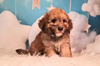 Stewy Lewy💚Mini St Berdoodle , a male Saint Berdoodle for sale in Holden, MO – 6 of 8